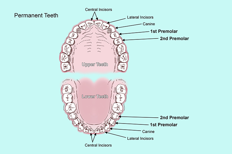 Premolars are positioned behind the canines and in front of the molars